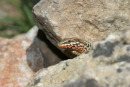 06-3386 Common Wall Lizard (Podarcis muralis), Cevennes National Park, France.